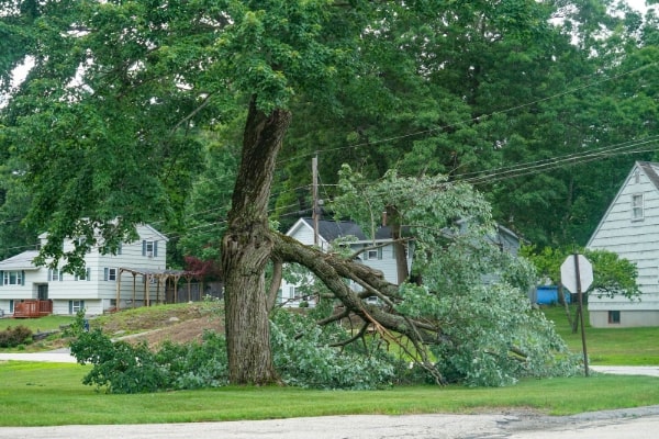 Emergency Tree Services
