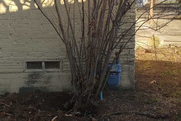 Quality Tree Removal