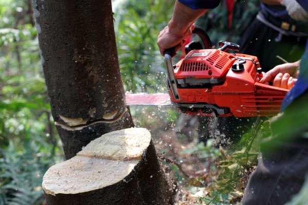 Tree Removal Services