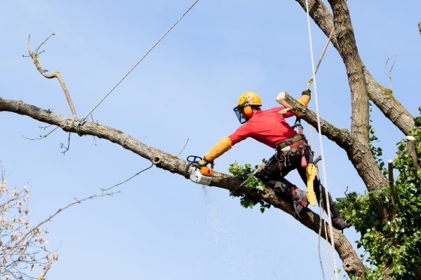 Tree Topping Services