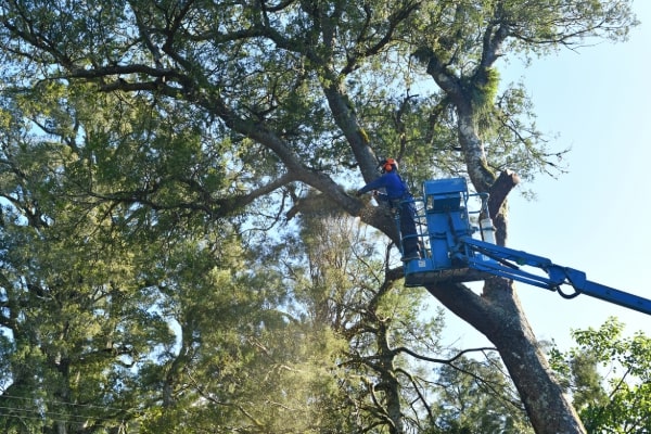 Tree Trimming and Pruning Services