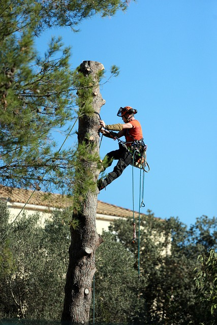 tree services in cleburne, tx