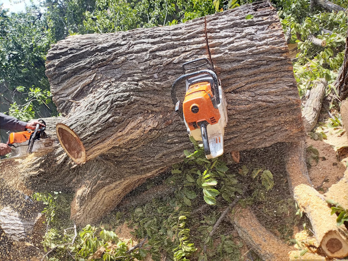 tree services in weatherford tx