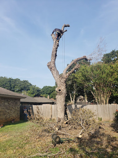 tree services in hurst tx